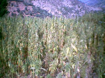 l kiiiiiiiiiif & les F�SS�S